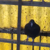 کبوتر|پرنده|تهران, سبلان (لشگر)|دیوار