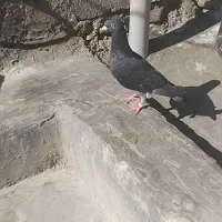 کبوتر سنگی|پرنده|سراوان, |دیوار