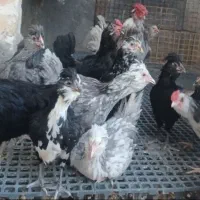 تخم نطفه دار گلین چهل تاج ریش بدون پر غلط|حیوانات مزرعه|ساوه, |دیوار