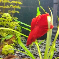 فایتر|ماهی|کرمانشاه, |دیوار