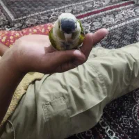 فروش طوطی گرینچیک|پرنده|میانه, |دیوار