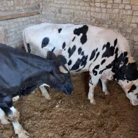 دوعدد گوساله حدود 400 کیلوی