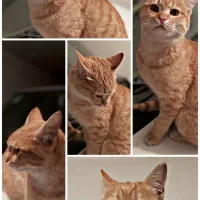 واگذاری گربه|گربه|تویسرکان, |دیوار