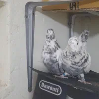 کبوتر پرشی سوسی|پرنده|میانه, |دیوار