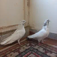 کفتر تیرماهی