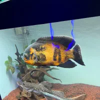 اسکار استثنایی