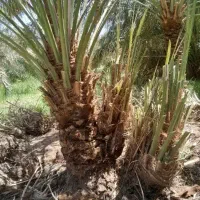 جونگ درخت میکنم هرجای باشه تضمینی