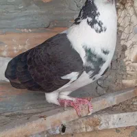 کبوتر پلاکی