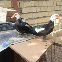 اردک اسراییلی ماده