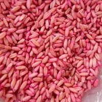 بذرگندم شیشه بوجاری شده سم شده|خدمات باغبانی و درختکاری|شاهین دژ, |دیوار