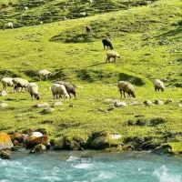 گوسفند زنده بره نرینه قلم آبی بزغاله میش بره ماده