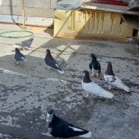 کفتر شهری|پرنده|شیراز, ویلاشهر|دیوار