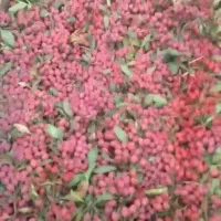 زرشک پفکی درجه یک