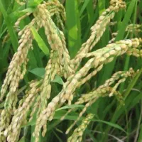 کود ارگانیک