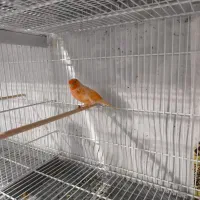 قناری ماده رد پلاک جان علی عزار|پرنده|بیرجند, |دیوار