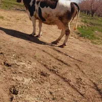 گاو شیری بلژیکی آبستن سنگین ۱۶روزمانده تازایش