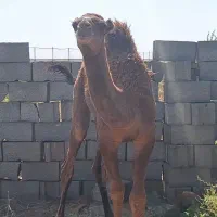 فروش بچه شتر نر (بلبون)