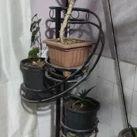 استند گل|گل و گیاه طبیعی|صوفیان, |دیوار