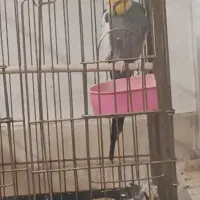 پرنده