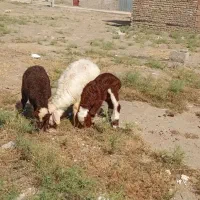 ۳راس بره ماده درجه یک به شرط قیمت حراجی
