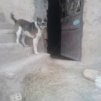 واگذاری سگ خراسانی