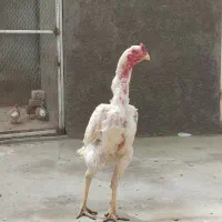 تخم مرغ لاری