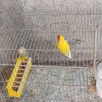 طوطی برزیلی مولد درجه یک کارداده