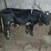 گوساله نر