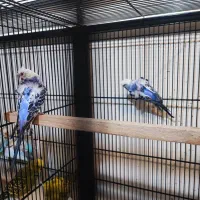 مرغ عشق پروانه ای