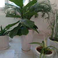 فیکوس لیریتا