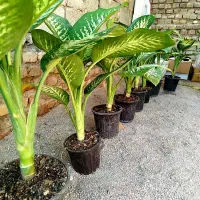 انواع گل و خاک کود گلخانه گلها