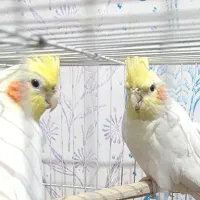 عروس هلندی جفت مفت