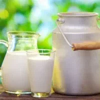 شیر محلی پرچرب (گاوی ) لنگرود میدان معلم