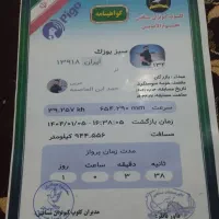 کبوتر پلاکی بازرگان نشسته|پرنده|سوسنگرد, |دیوار