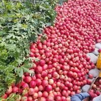 ملک کشاورزی .چاه دربست . و باغ پسته