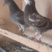 کفتر و جوجه