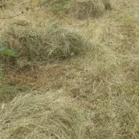 علف خالص خشک