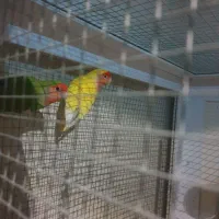 طوطی کوتوله  زرد  وسبز