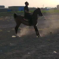 اسب