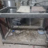 سع عدد قفس خوب|لوازم جانبی حیوانات|بمپور, |دیوار