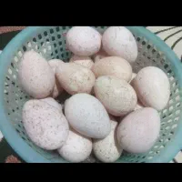 10 عدد تخم بوقلمون نطفه دار