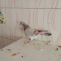 کفتر|پرنده|ملارد, |دیوار