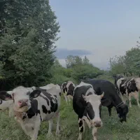 فروش گاو. و کوساله