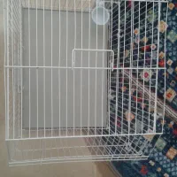 قفس پرنده|لوازم جانبی حیوانات|گلپایگان, |دیوار