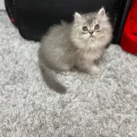 گربه بریتیش چینچیلا عروسکی|گربه|تهران, چیتگر جنوبی|دیوار