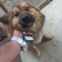 سگ مهربان و حرف گوش کن