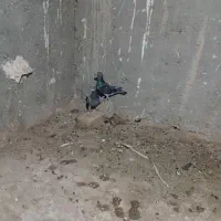 کبوتر المانی