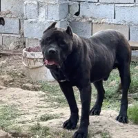 سگ گارد توله کن‌کورسو