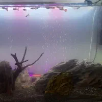 آکواریوم شیشه خم|ماهی|ری, سیزده آبان|دیوار