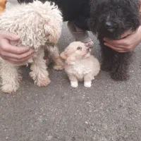 توله پودل توی اصیل ماده